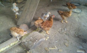 IMG01311-20110407-1426