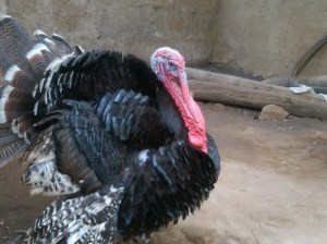 IMG01323-20110407-1617