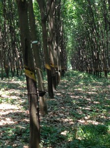 Rubber plantation 