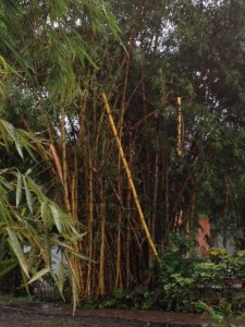 Bamboo trees at the Bambu
