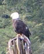Eagle in Alaska 