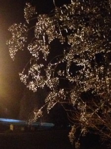 crepe myrtle at night