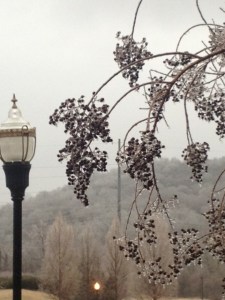 crepe myrtle in winter