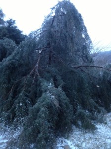 Trees in Ice Mar 2014