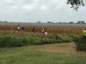 Harvesting corn and carrots. 