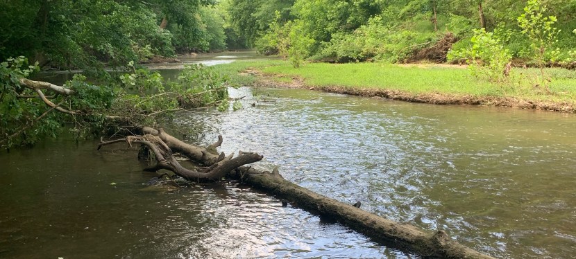 When The Tall Trees&nbsp;Rest