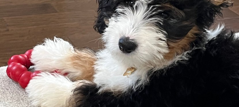 Puppy Life: The&nbsp;Crash